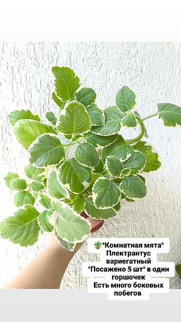 каланхоэ: Продаю свои Комнатные суккуленты и декоративные растения.🪴🌿 Продаю — 2