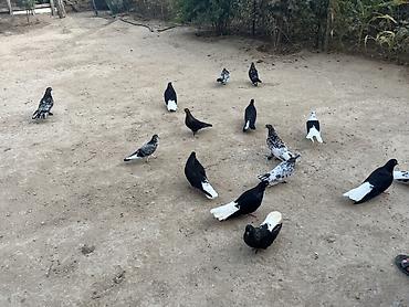 yem satisi: Məhsul: Ev göyərçinləri dəsti Təsvir: - Bir neçə fərqli rəng və — 3