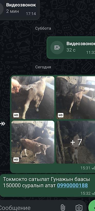 Коровы, быки: Продаю | Корова (самка) | Для молока | После отела — 13