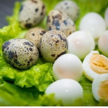 животные птицы: Инкубационное яйцо перепелов Техас и Феникс. заказывать