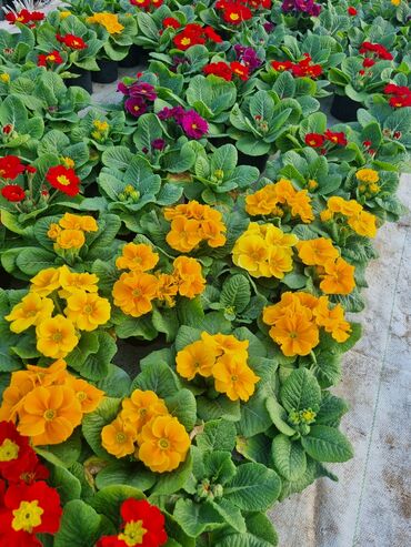 Otaq bitkiləri: 1Gullerin satişi unvanniza odenişli çatrlmada var karistan karpiz — 23