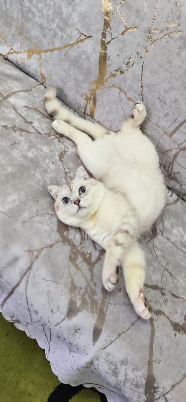 pişik cutleşdirme: Çütləşdirmə.Şınşıla Cinsidi 1.yaş yarımdı. Heç vaxt çütləşmə — 3