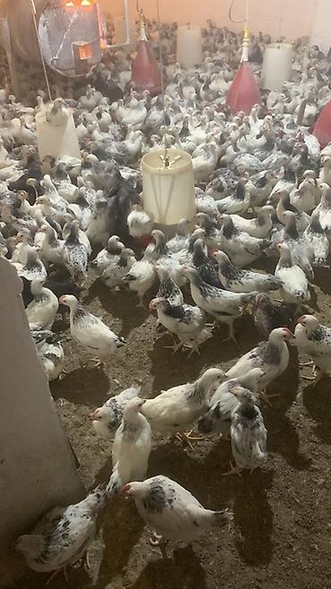 K/t heyvanları və malları: Toyuq cücələri, Damazlıq — 3
