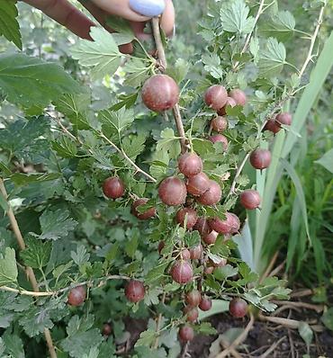 соус: Крыжовник красноплодный (сортовой куст). Остались кусты 3-х летка — 4