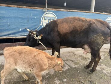 Коровы, быки: Продаю | Корова (самка) | Для разведения | После отела — 9