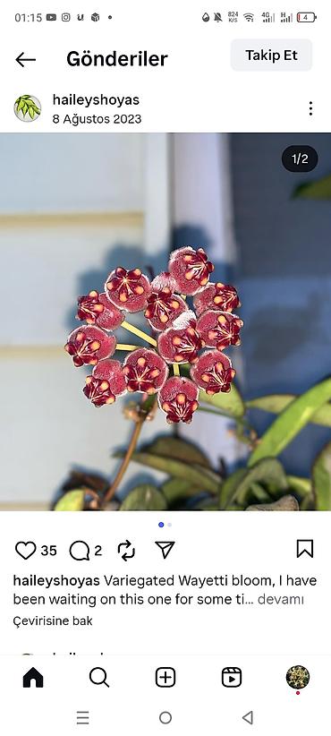 ucuz gul: Bitkilər – Hoya wayetii (variegated) çiçəklənməsi - Nadir — 1