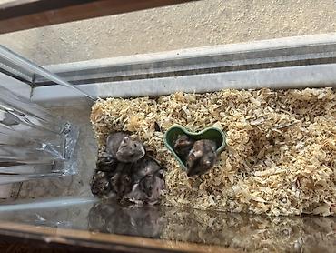 akvarium az: QİYMƏT NƏ VERƏRSİZ VERƏRSİZ - köçürəm deyə satıram 0554062636 WhatsApp — 2