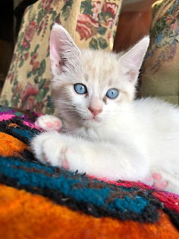 Котята, домашние ищут дом и верных хозяев! Рождены от умной домашней