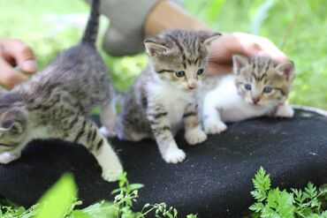 корм для кошек и котят: Здравствуйте можете еще раз пожалуйста выложить Красивые чистые