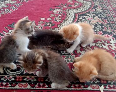 коты в оше: Мальчик, Приучена к лотку, Проглистована