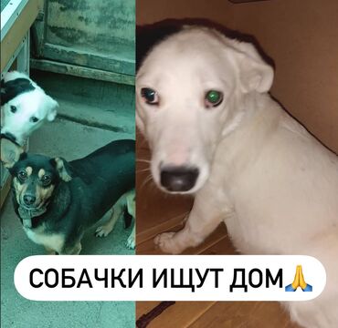 собаке: Собака даром: Дворняжка, 4 года, Самка, С прививкой