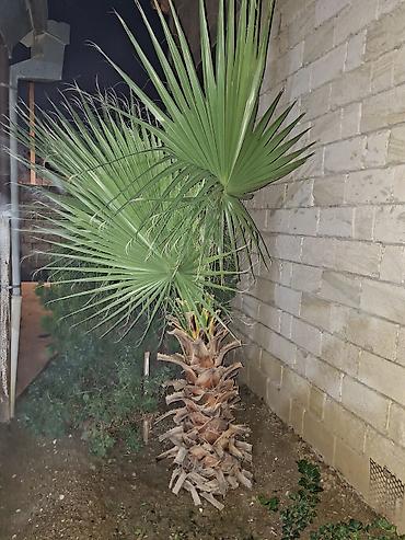 kuknar agaci satisi: 7 illik Vashington (Washingtonia) palmaları - Növ: Yelpik yarpaqlı — 2