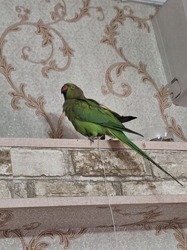 Чайники: Hind halqalı tutuquşu (Ringneck Parakeet) - Növ: Psittacula krameri