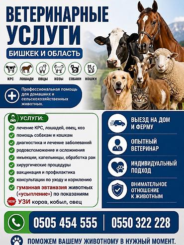 Ветеринар кызматы: 🐾 ВЕТЕРИНАРНЫЕ УСЛУГИ — БИШКЕК И ОБЛАСТЬ Профессиональная — 1