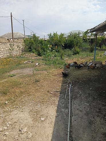 Qonaq otağı dəstləri: -şabranda gülemlide 9 sotda heyetde 2 ev biri 3 otaqlı super remont -da lalafo.az — 43 Qonaq otağı dəstləri: -şabranda gülemlide 9 sotda heyetde 2 ev biri 3 otaqlı super remont — 43