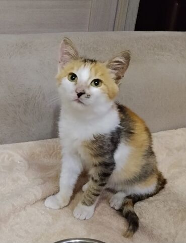 pişik qurd dərmanı: Самка, В добрые руки