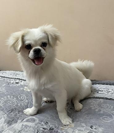 sort itlər: Pekines, 7 ay, Dişi, Peyvəndli, Ünvandan götürmə, Ödənişli çatdırılma — 1