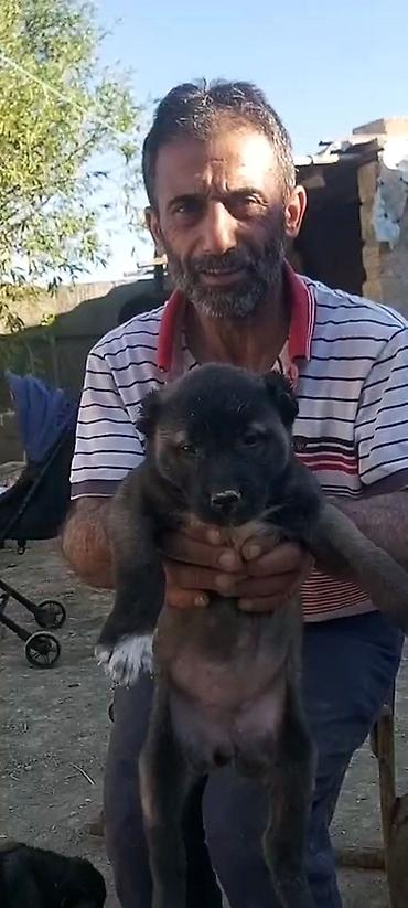 kangal satilik: Kanqal, 2 ay, Erkək, Peyvəndli, Rayonlara çatdırılma, Ünvandan götürmə, Ödənişli çatdırılma — 5
