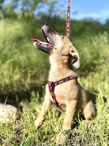 Отдам даром собаку: Ищем дом для маленькой Бусинки 🐾🏡 Группа «Зоозащита Бишкек» ищет — 1