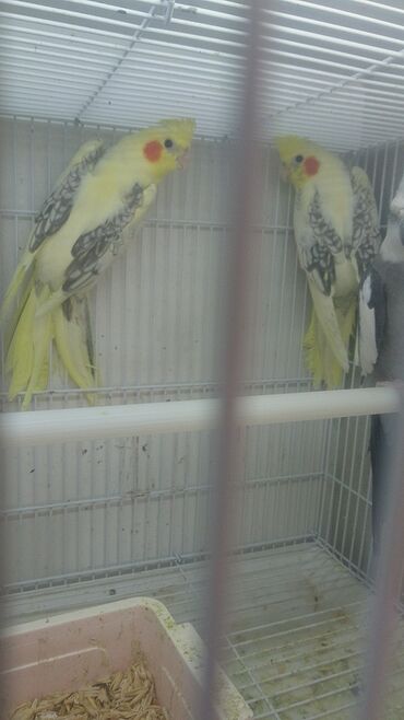 Tutuquşları: Quşlar satlır karella bülbül,fişer,nerazlucnik və sayri münasib — 13