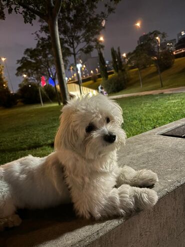 İtlər: Ağ tüklü, kiçik ölçülü ev iti – Maltipoo tipli (Maltese x Poodle)