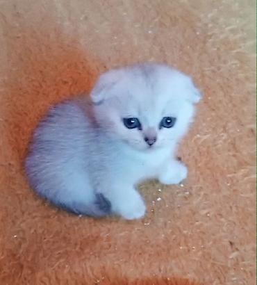 Кошки: Шиншилла, Самец, Самка, В добрые руки, Самовывоз — 2