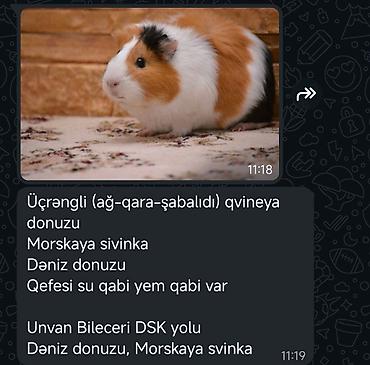 Другие животные: Salam her vaxtiniz xeyir olsun deniz donuzu satilir qefesi iyle birge — 2