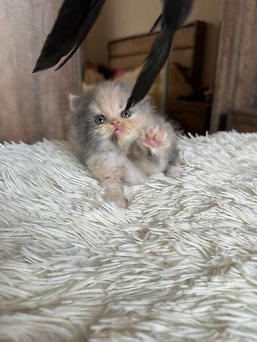 Pişiklər: Fars, Erkək, Dişi, Yaxşı əllərə, Ünvandan götürmə, Pulsuz çatdırılma, Ödənişli çatdırılma — 1