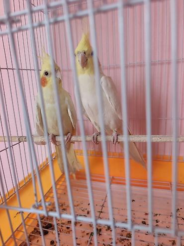 Попугаи: Nymph paraketləri (Cockatiel) – 2 ədəd cüt Xüsusiyyətlər: - Rəng — 1