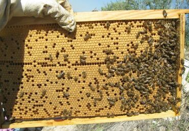 Arılar: Ari ailəsi arı ailəsi cins karnikabuckfast, qafqaz növ f1 10 ədəd