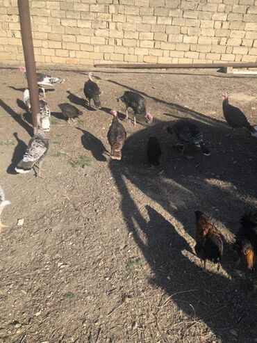 bmw 3 серия 323ci at: Toyuq, Damazlıq