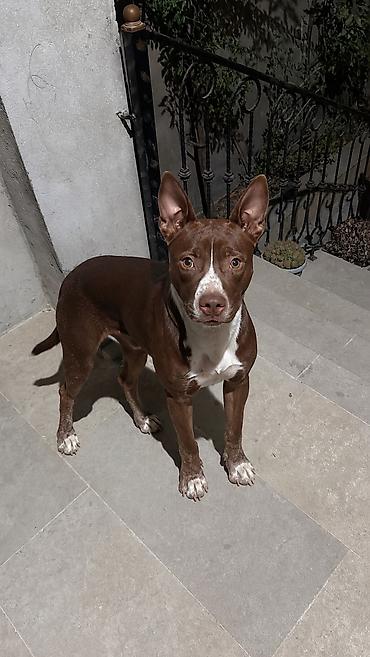 itlerin qiymeti: Pitbul, 5 ay, Erkək, Peyvəndli — 1
