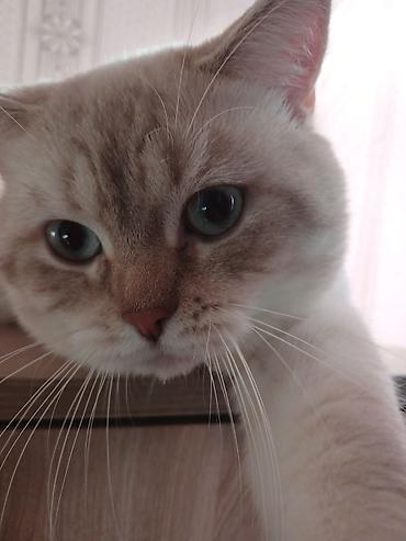 Pişiklər: Britan — 6