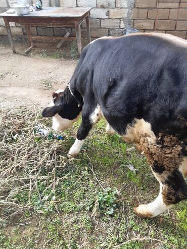 simmental inək satılır: 6 Aylıq smental