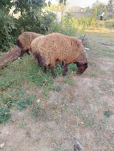 Qoyunlar, qoçlar: Qoyun sürüsü – 3baş - Növ: ehtimalən yerli ətlik/yunlu tip — 9