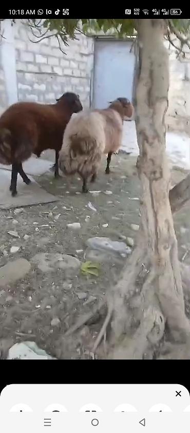 Keçi əti: Tecili satilir 2,qoca etdiyede satilir kilonan damazdiqada fikri ciddi — 3
