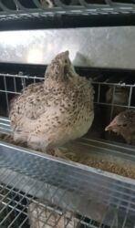 собаку в добрые руки: - Породы/окрасы: классический (дикий/пестрый) и белый