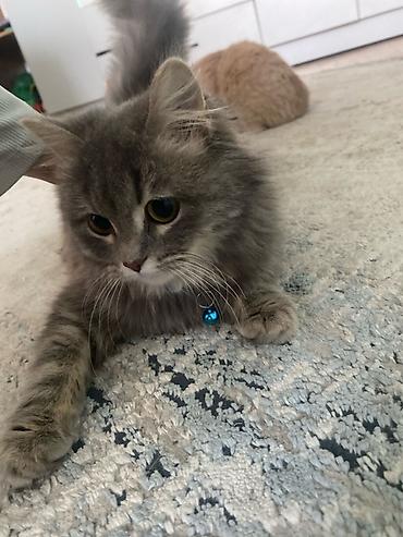 отдам котят в добрые руки бишкек: Кошка даром: Сибирская, 10 месяцев, Девочка, Приучена к лотку — 1