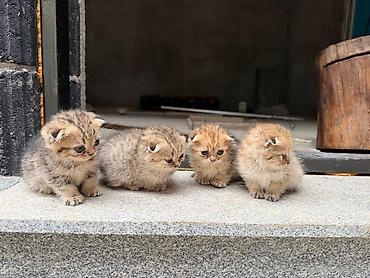 Шотландские вислоухие котята (Scottish Fold), помёт из 4 малышей. -