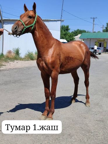 кабыла лошади: Продаю | | Дончак