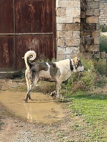 zıvanok itlər: Qurdbasar, 3 il, Erkək, Peyvəndli, Rayonlara çatdırılma — 2