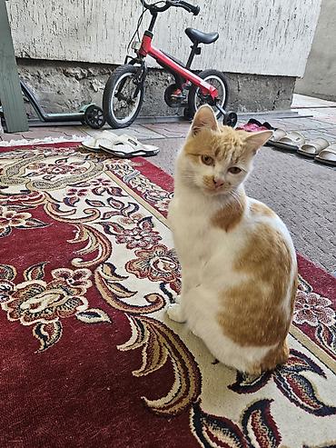 Отдам даром кошку: Кошка даром: Беспородная, 1 год, Девочка, Приучена к лотку — 3