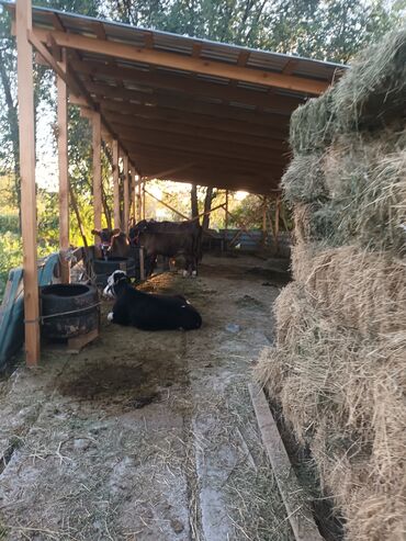 Продажа домов: Дом, 169 м², 6 комнат, Собственник, Старый ремонт — 3