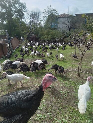 Hinduşka: Məhsul: Təbii şəraitdə bəslənən hinduşkalar Təsvir: - Açıq otlaqda — 7