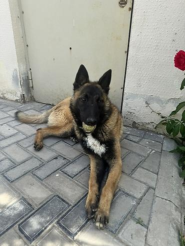 Belçika çoban iti