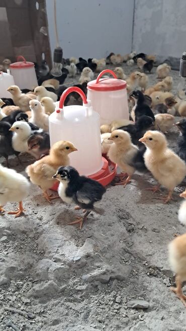 Pişiklər: 1 heftelik tam saglam kend cuceleri satllr unvan mehdiabad qiymet 1