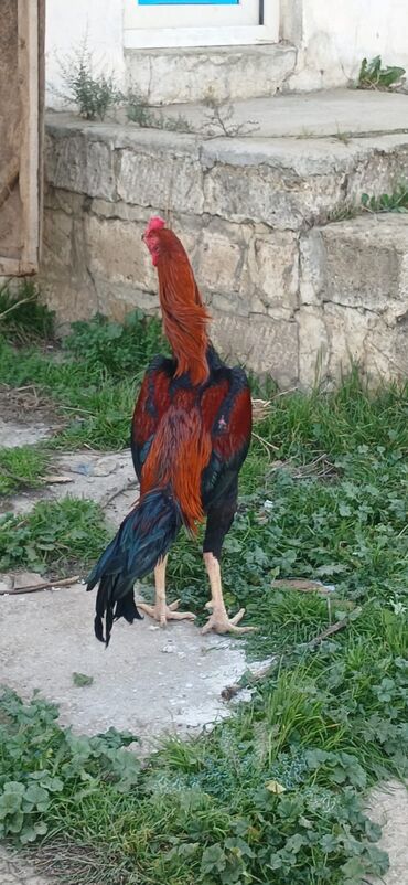 Xoruzlar: Xoruz, Heyratı, il: <1, Ödənişli çatdırılma — 17