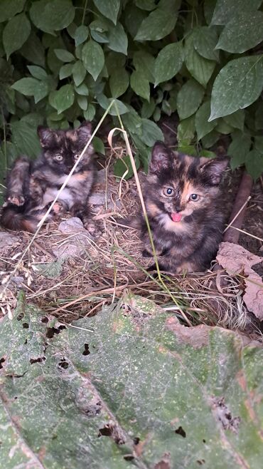 где продаются собаки: Кошка даром: Беспородная, 2 месяца, Девочка