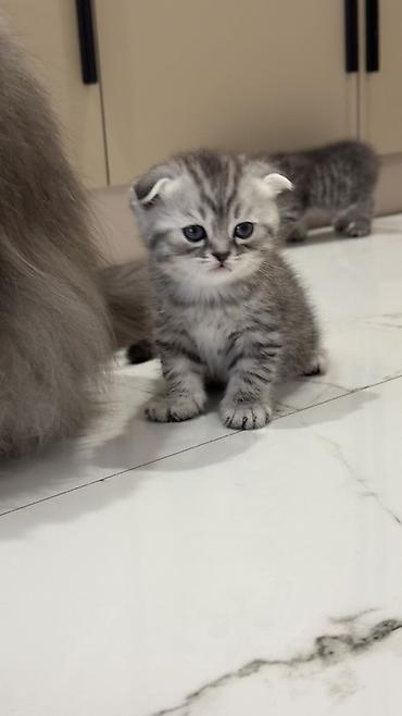 Продажа кошек: Три кошки и один кот Породистые котята серебристого окраса — 28