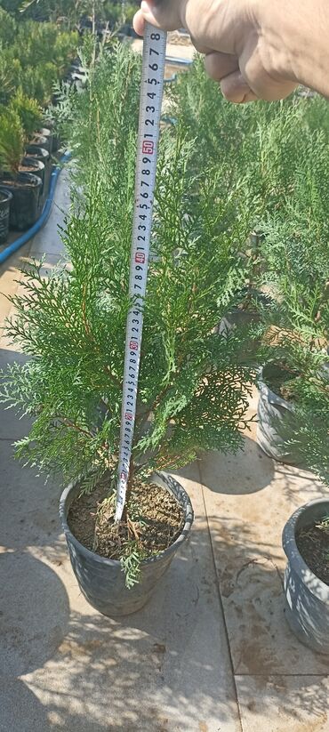 Ağaclar: Dekorativ çöl bitkilərinin satışı və Sifarişlə yetişdirilməsi.Satış -da lalafo.az — 7 Ağaclar: Dekorativ çöl bitkilərinin satışı və Sifarişlə yetişdirilməsi.Satış — 7